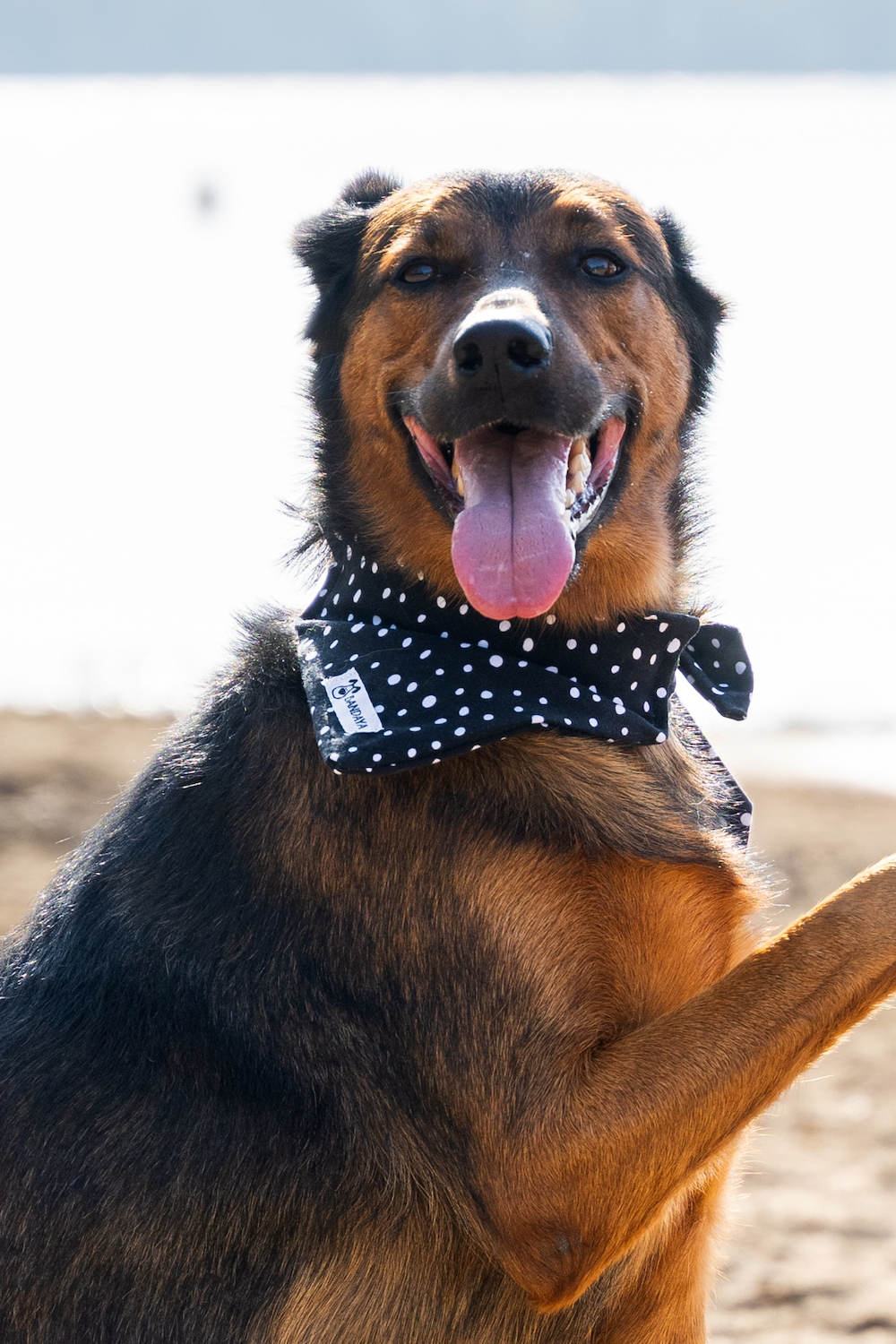 Bandana Marion